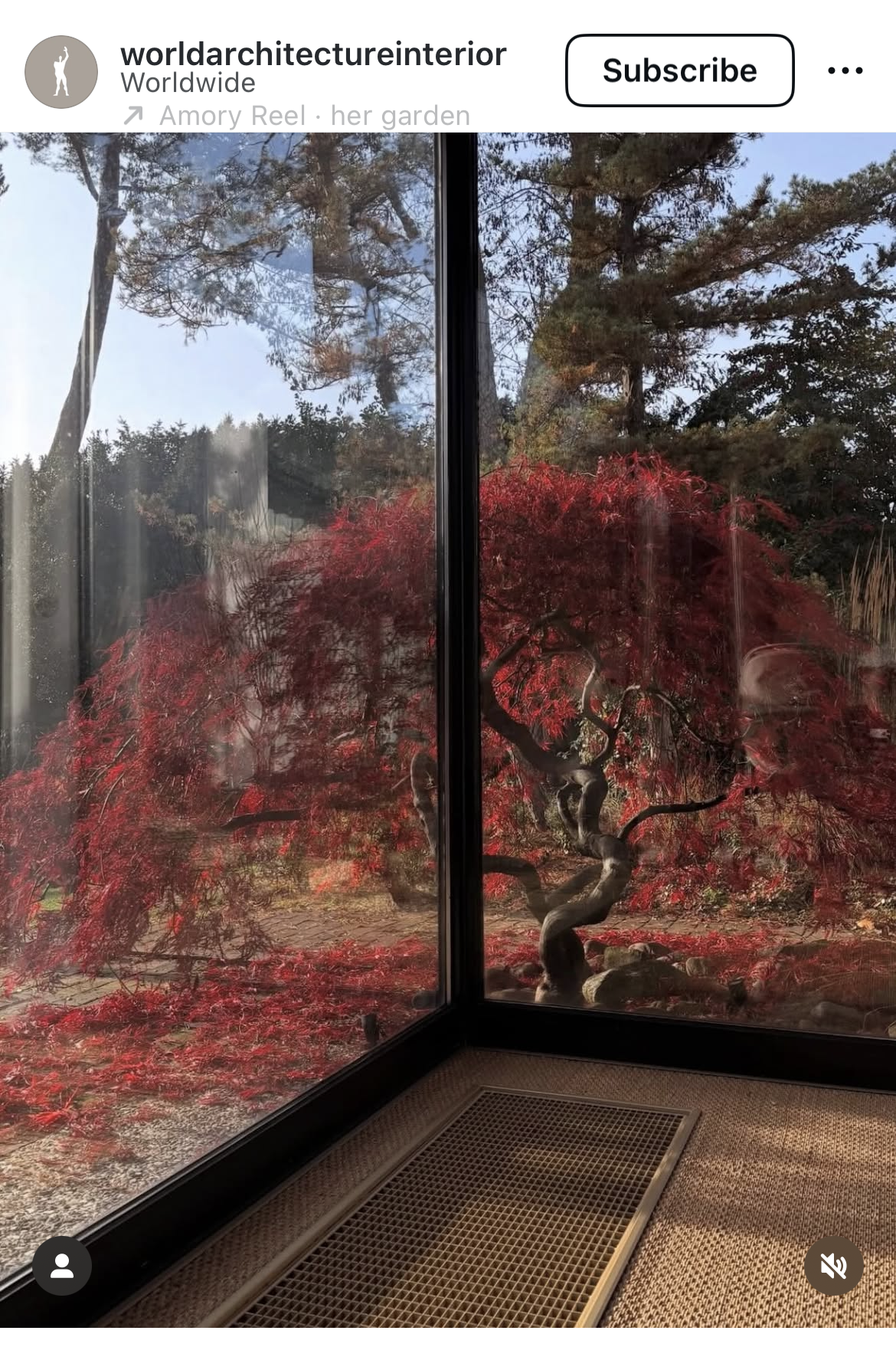 Red Japanese maple outside a living room window
