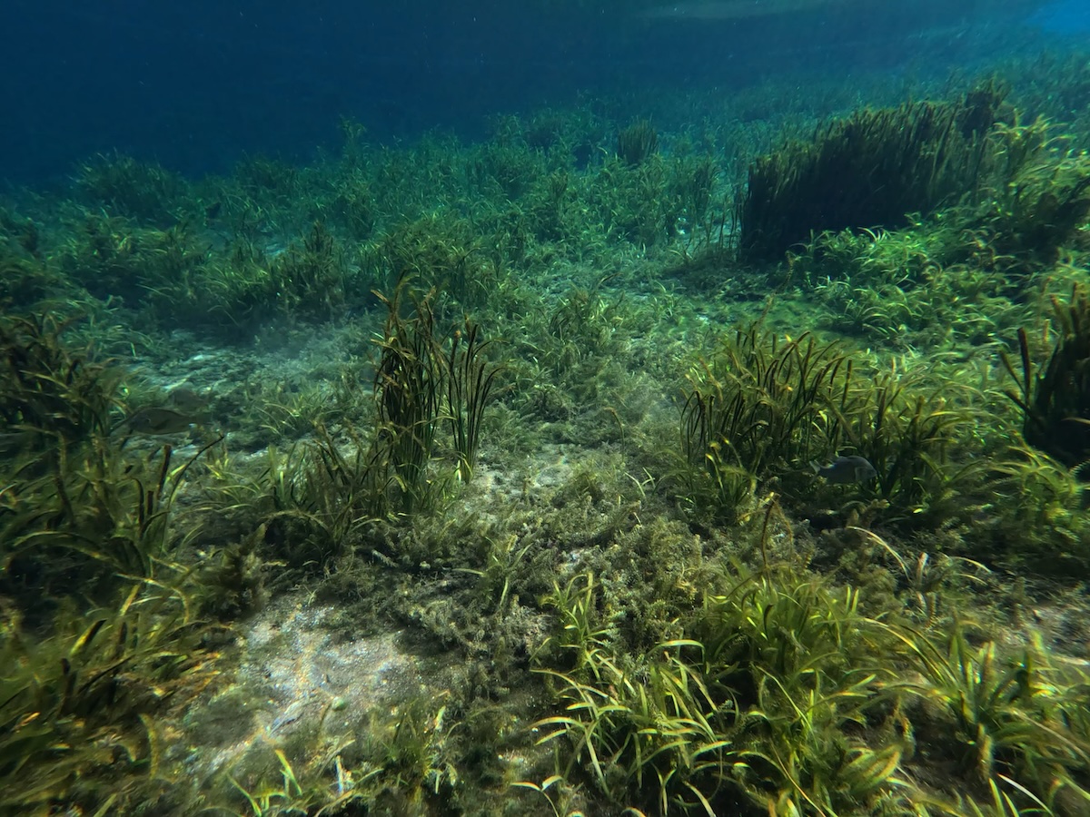 Underwater view at Silver Springs, clear water with submerged plants